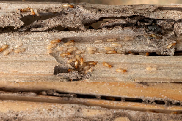 Best Pest Control for Homes  in Haubstadt, IN