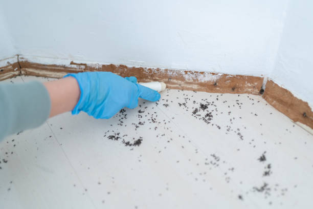 Best Ant Control Services  in Haubstadt, IN